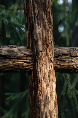 Rugged Wooden Cross in Evergreen Forest