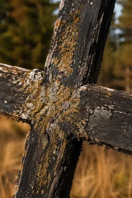 Weathered Wooden Cross Macro in Evergreen Light