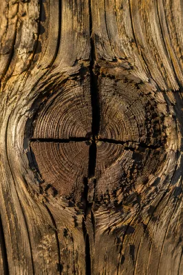 Rugged Cross Texture in Evergreen Wood