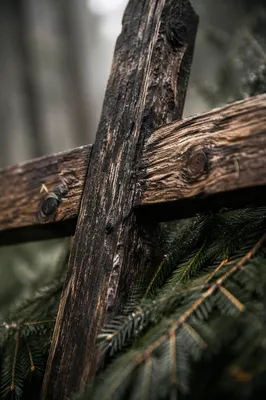 Weathered Wooden Cross Among Evergreen Boughs