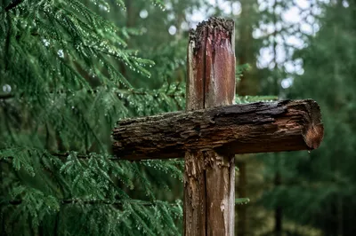 Weathered Wooden Cross Among Evergreen Branches