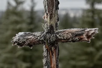 Rugged Wooden Cross in Evergreen Forest