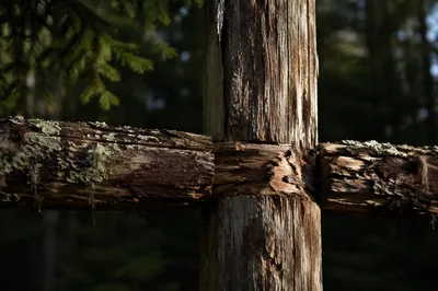 Rugged Wooden Cross in Evergreen Forest