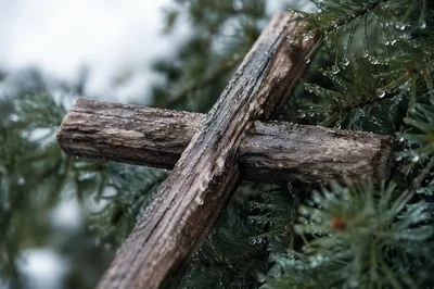 Rugged Wooden Cross Among Evergreen Branches