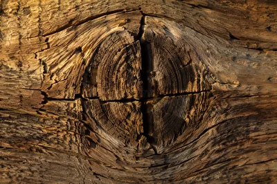 Rugged Cross Shape in Evergreen Wood