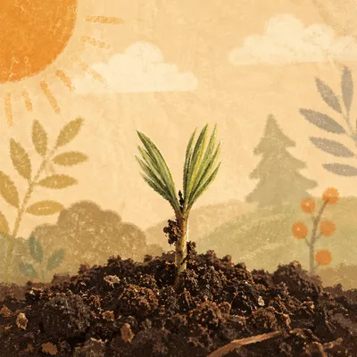 Evergreen Seedling Emerging in Morning Light