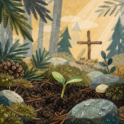 Seedling Sprouting in Evergreen Forest Light