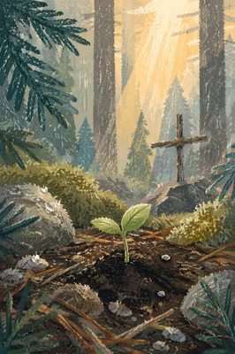 Seedling Sprouting in Evergreen Forest Light