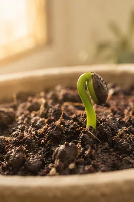 Evergreen Seedling Emerging Through Rich Soil