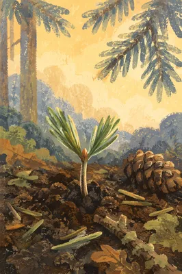 Evergreen Seedling Emerging in Spring Forest Soil