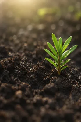 Evergreen Seedling Sprouting in Morning Soil