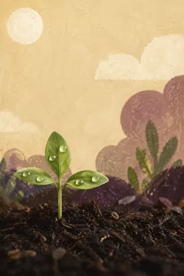 Fresh Seedling Rising From Rich Soil