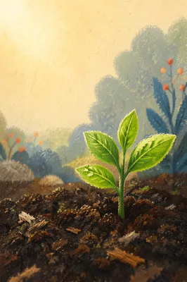 Evergreen Seedling Sprouting in Morning Soil
