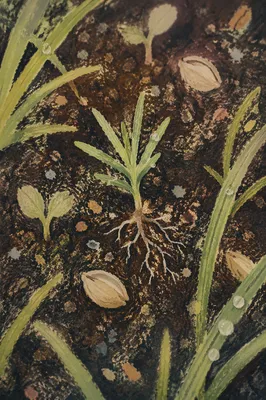 Evergreen Seedling Sprouting in Morning Soil