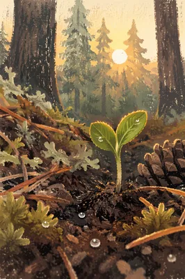Evergreen Forest Seedling of New Life