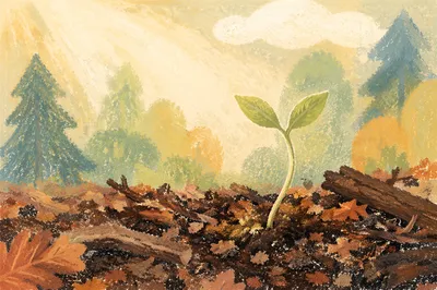 Tender Seedling Rising in Morning Forest Soil