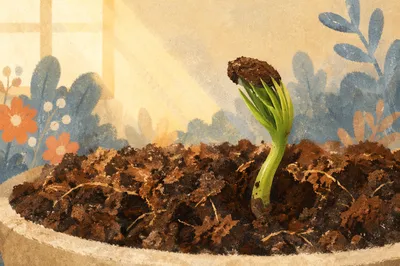 Evergreen Seedling Sprouting in Warm Soil
