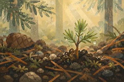 Evergreen Seedling Emerging from Rainy Forest Soil
