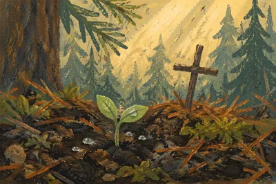 New Life Seedling in Evergreen Forest