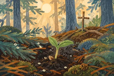 Evergreen Seedling of Hope
