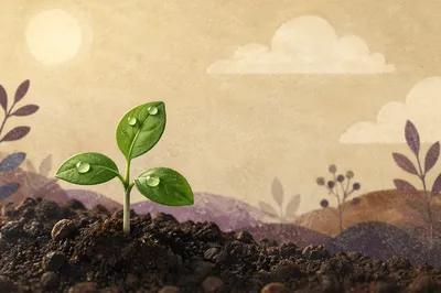 Tiny Seedling Emerging in Morning Hope