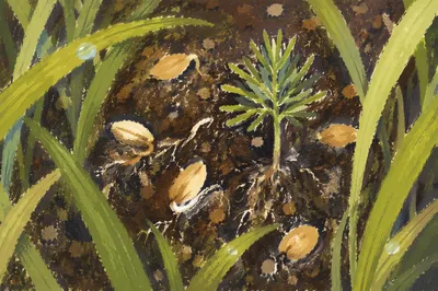 Evergreen Seedlings Sprouting in Morning Soil