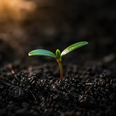 Evergreen Seedling Emerging From Dark Soil