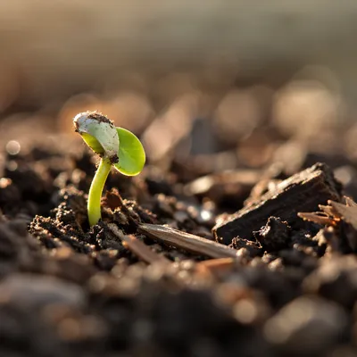Evergreen Seedling Emerging in Morning Light