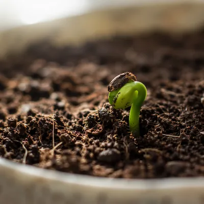 Evergreen Seedling Sprouting Through Rich Soil