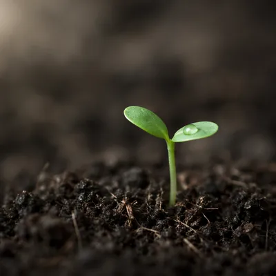 Tiny Seedling Sprouting in Dark Soil