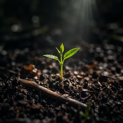 Evergreen Seedling Emerging from Forest Soil
