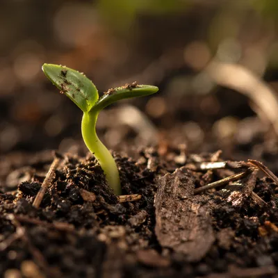 Evergreen Seedling Emerging from Forest Soil