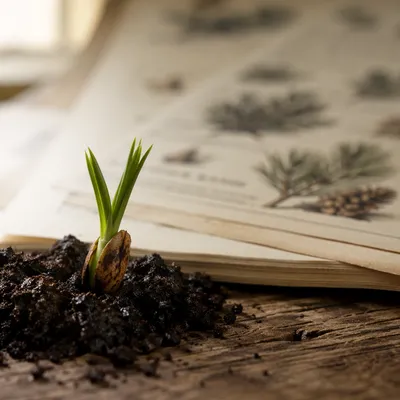 Evergreen Seedling Sprouting in Hopeful Soil