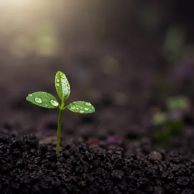 Fresh Seedling Emerging from Rich Soil