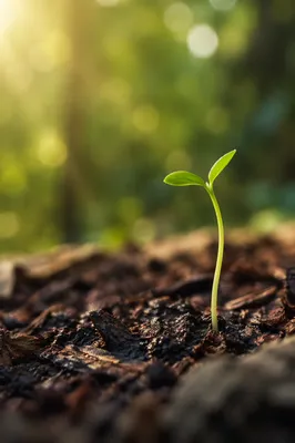Hopeful Seedling Sprouting in Forest Soil