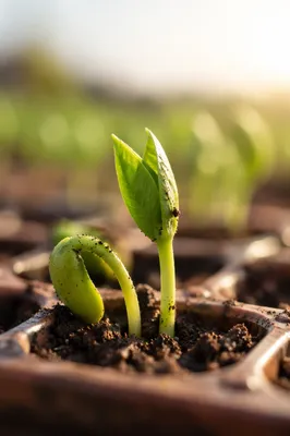 New Life Seedling Emerging From Soil