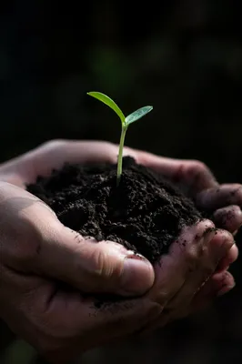 Evergreen Seedling Sprouting in Caring Hands