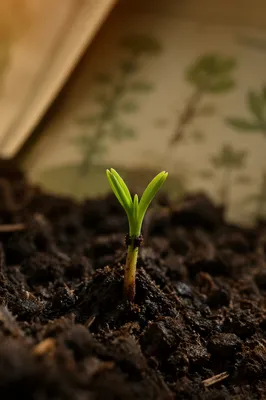 Evergreen Seedling Emerging in Morning Light