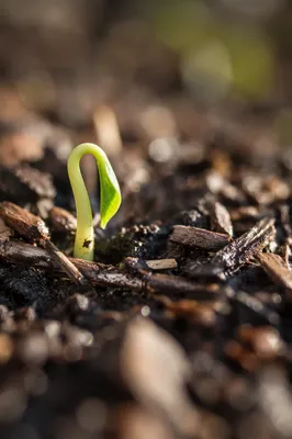 Evergreen Seedling Sprouting in Morning Soil