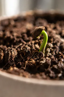 Evergreen Seedling Emerging From Rich Soil
