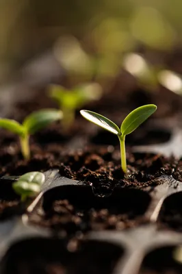 Evergreen Seedling Sprouting in Morning Soil