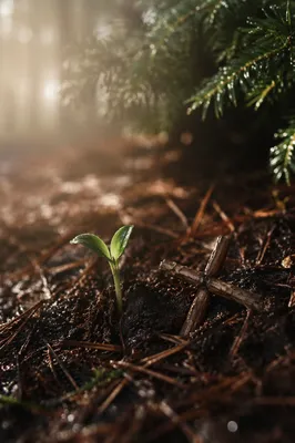 Evergreen Sprout of Resurrection Hope