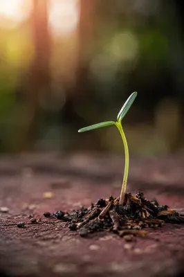 Evergreen Seedling Sprouting in Morning Light