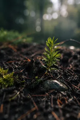 Evergreen Seedling Sprouting in Morning Forest Soil