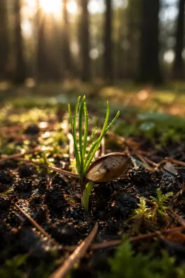 Evergreen Seedling Sprouting in Sunrise Soil