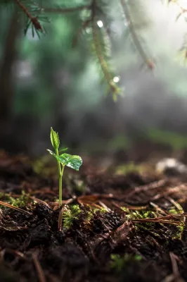 Hopeful Seedling Emerging in Evergreen Forest