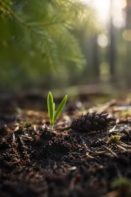Evergreen Seedling Emerging in Forest Soil
