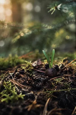 Evergreen Seedling Emerging from Forest Soil