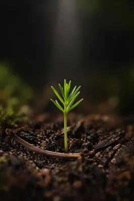 Evergreen Seedling Emerging from Forest Soil