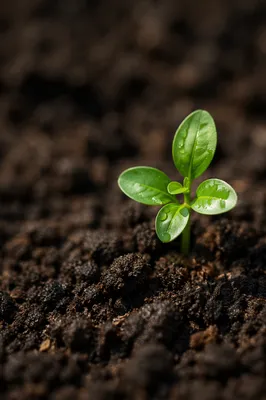 Evergreen Seedling Sprouting in Morning Soil